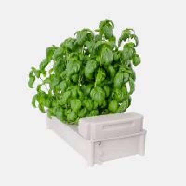 Salad Box Garden